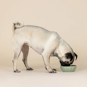 Petshop by Fringe Studio - Pet Bowl Sage Green