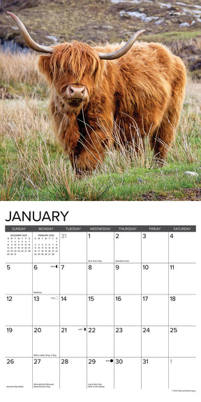 2025 Highland Cows Calendar