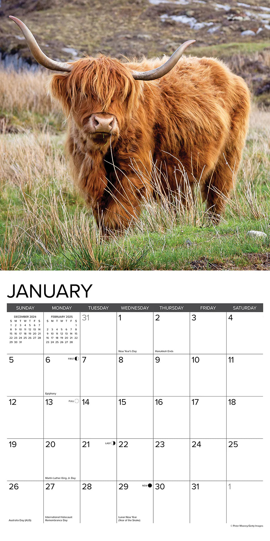 2025 Highland Cows Calendar