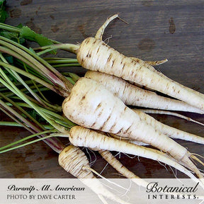 Botanical Interests, Inc. - All American Parsnip Seeds