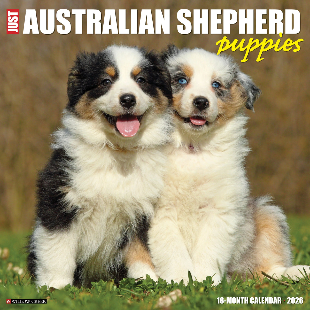Willow Creek Press - 2026 Australian Shepherd Pups Calendar