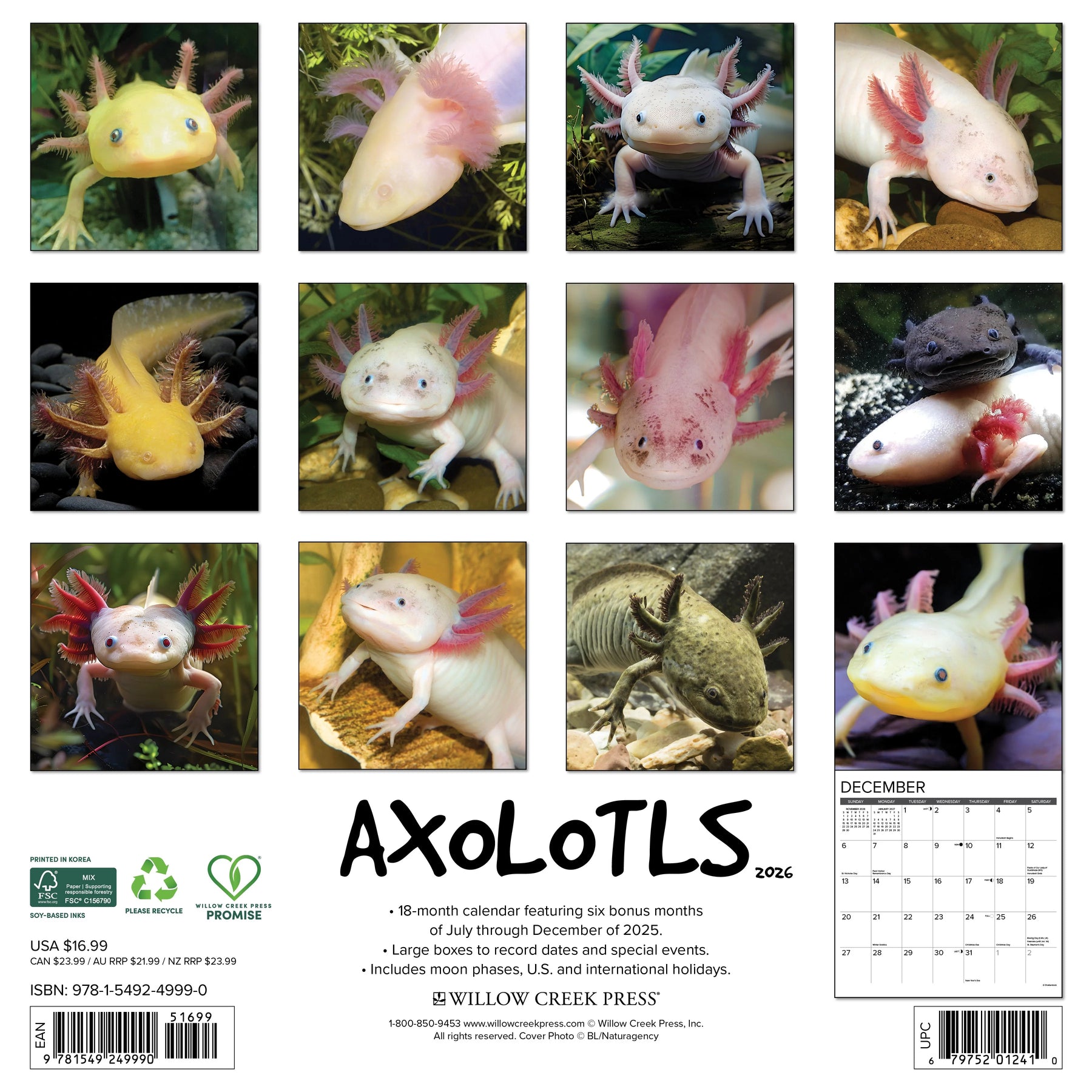 Willow Creek Press - 2026 Axolotls Calendar