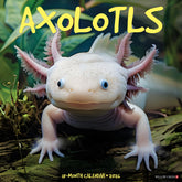 Willow Creek Press - 2026 Axolotls Calendar