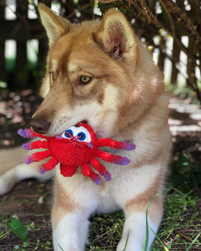 Lanco - Dog Toy Sensory Squeaky Spider