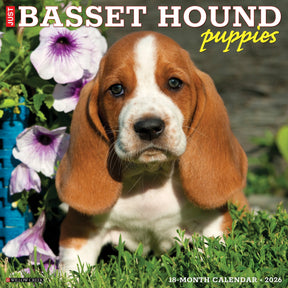 Willow Creek Press - 2026 Bassett Hound Puppies Calendar