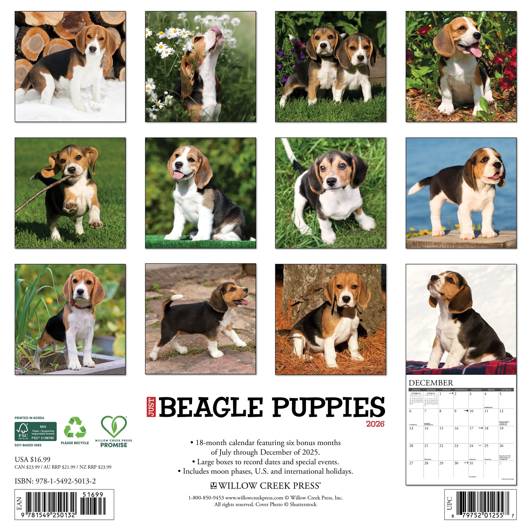 Willow Creek Press - 2026 Beagle Puppies Calendar