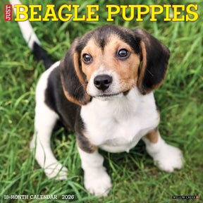 Willow Creek Press - 2026 Beagle Puppies Calendar