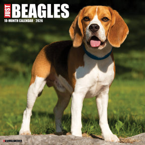 Willow Creek Press - 2026 Beagles Calendar