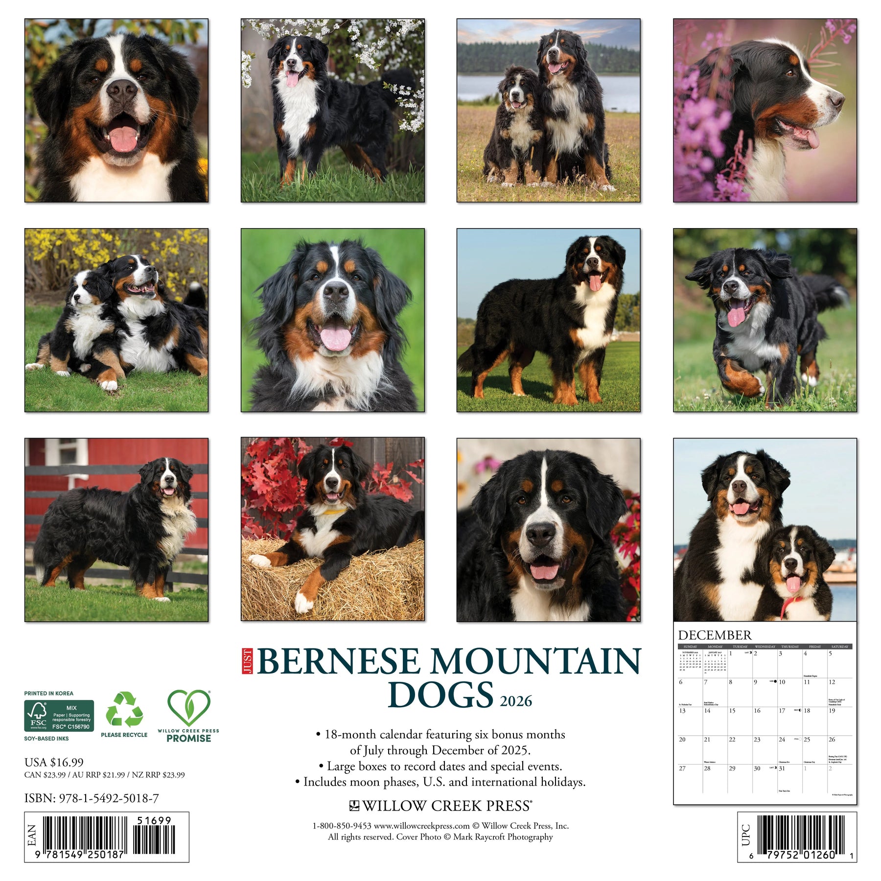 Willow Creek Press - 2026 Bernese Mountain Dogs Calendar