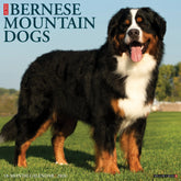 Willow Creek Press - 2026 Bernese Mountain Dogs Calendar