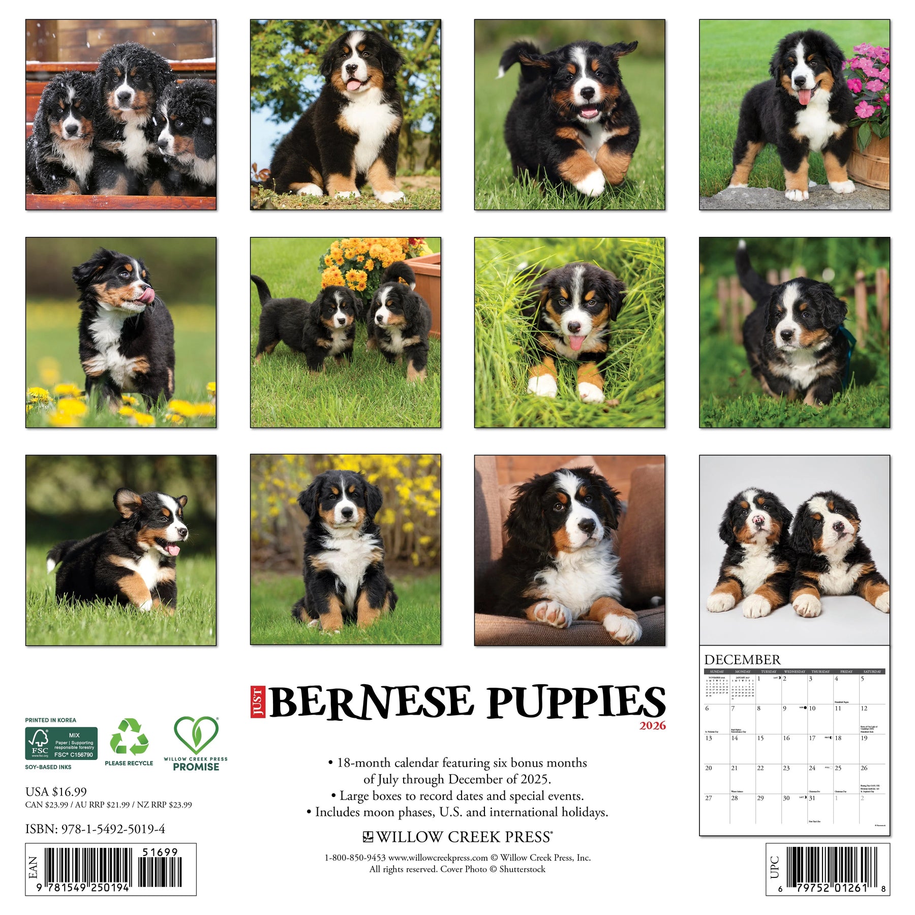 Willow Creek Press - 2026 Bernese Mountain Pups Calendar