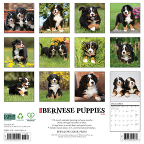 Willow Creek Press - 2026 Bernese Mountain Pups Calendar