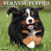 Willow Creek Press - 2026 Bernese Mountain Pups Calendar