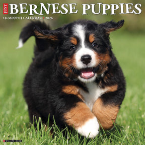 Willow Creek Press - 2026 Bernese Mountain Pups Calendar