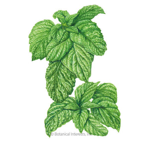 Botanical Interests, Inc. - Lettuce leaf Basil Seeds