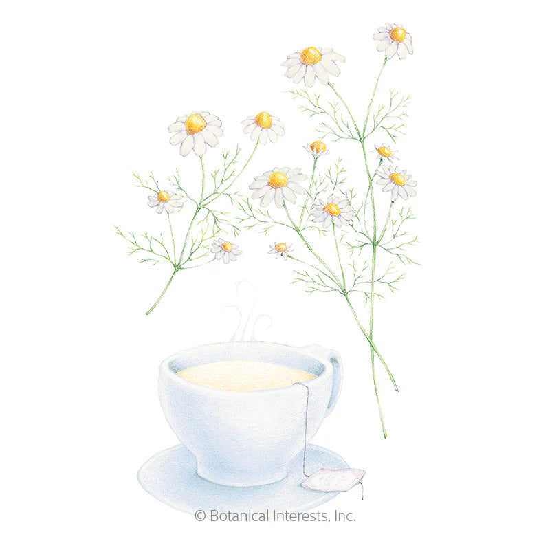 Botanical Interests, Inc. - Chamomile German Seeds