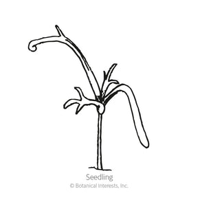 Botanical Interests, Inc. - Chamomile German Seeds