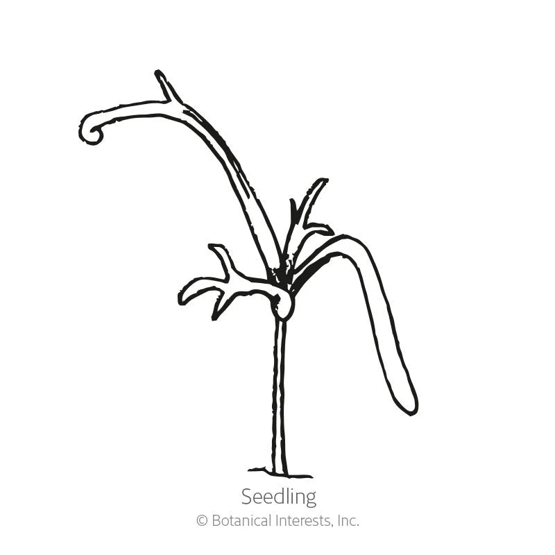 Botanical Interests, Inc. - Chamomile German Seeds