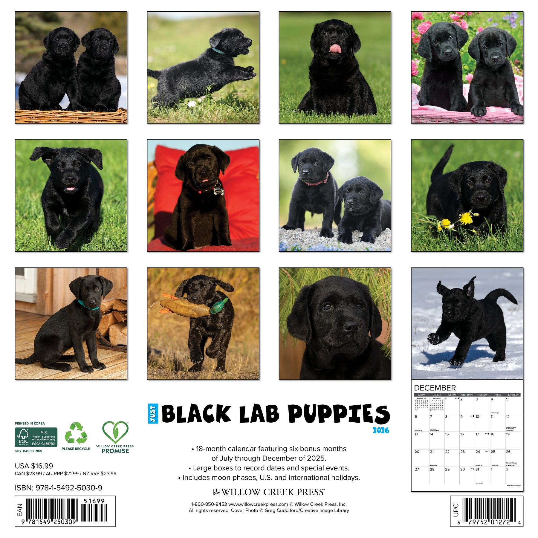 Willow Creek Press - 2026 Black Lab Puppies Calendar