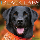 Willow Creek Press - 2026 Black Labs Calendar
