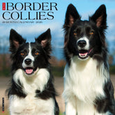 Willow Creek Press - 2026 Border Collies Calendar