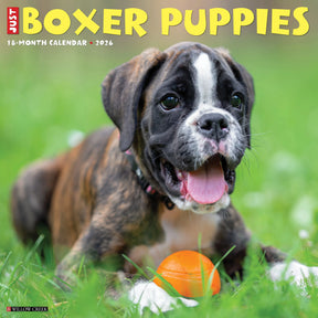 Willow Creek Press - 2026 Boxer Puppies Calendar