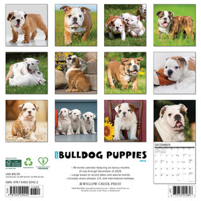 Willow Creek Press - 2026 Bulldog Puppies Calendar