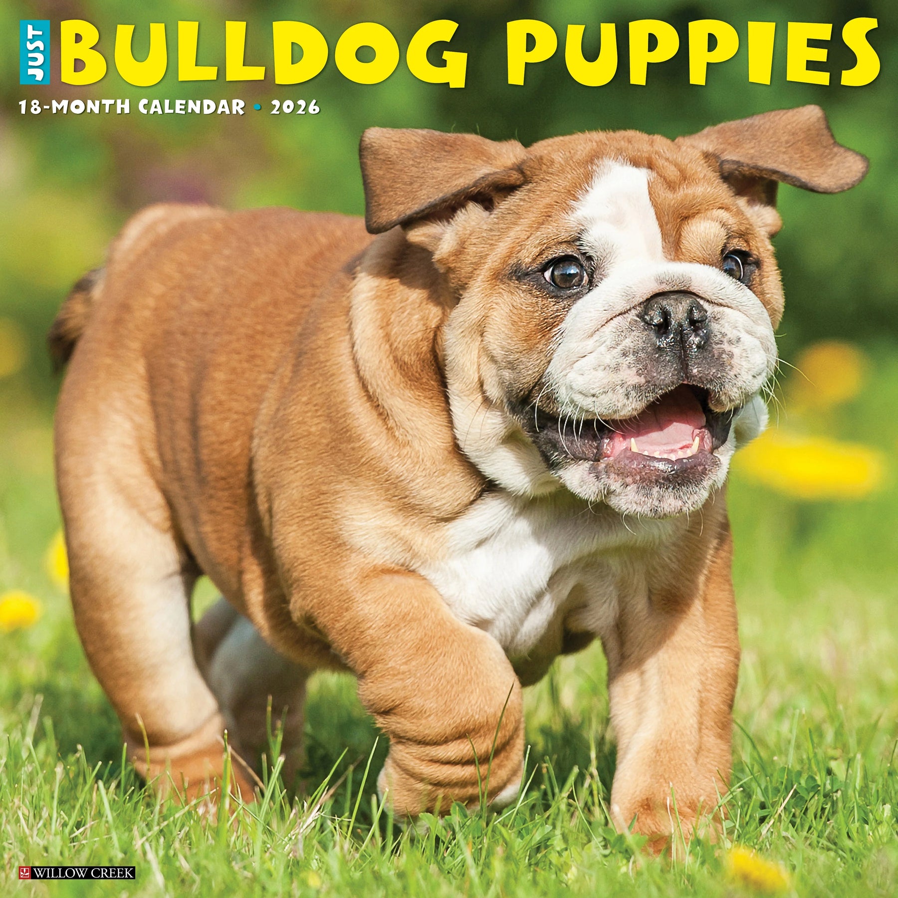 Willow Creek Press - 2026 Bulldog Puppies Calendar