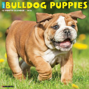 Willow Creek Press - 2026 Bulldog Puppies Calendar