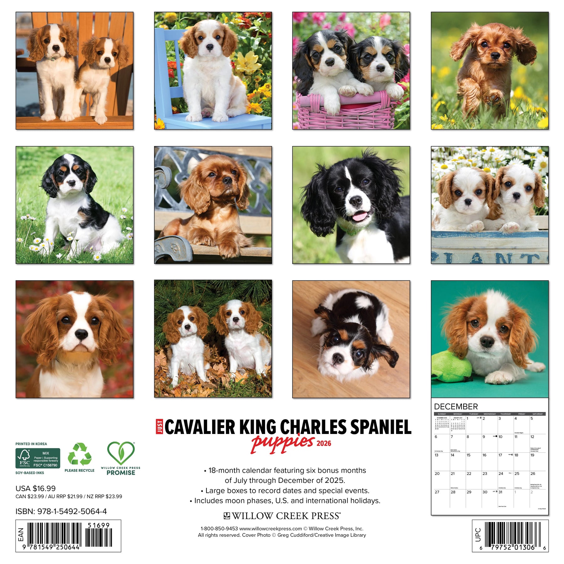 Willow Creek Press - 2026 Cavalier King Charles Pup Calendar