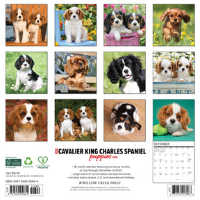 Willow Creek Press - 2026 Cavalier King Charles Pup Calendar