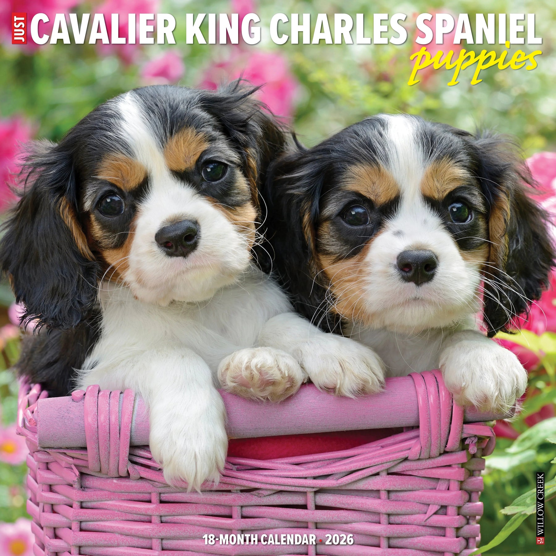 Willow Creek Press - 2026 Cavalier King Charles Pup Calendar