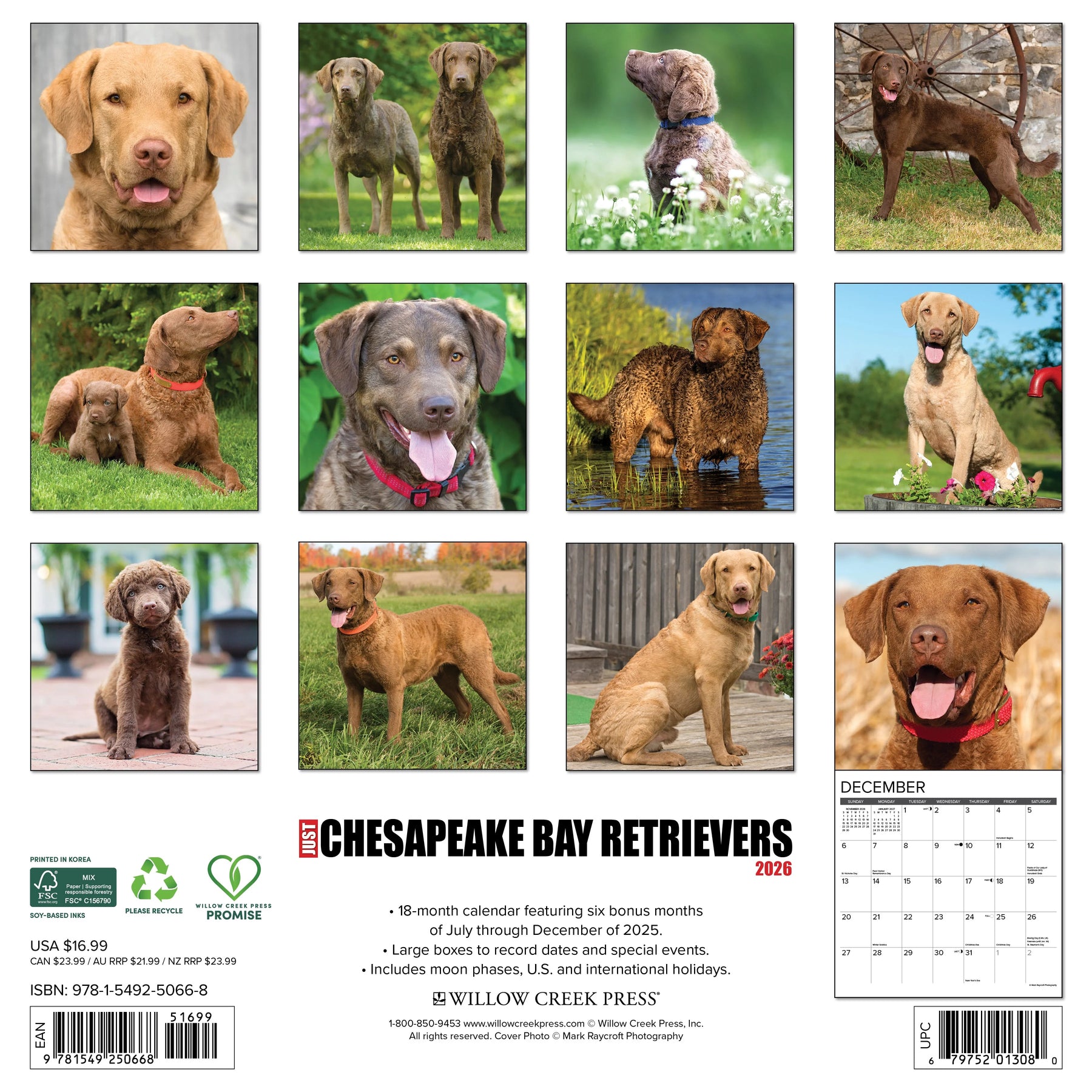 Willow Creek Press - 2026 Chesapeake Bay Retrievers Calendars