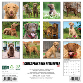 Willow Creek Press - 2026 Chesapeake Bay Retrievers Calendars