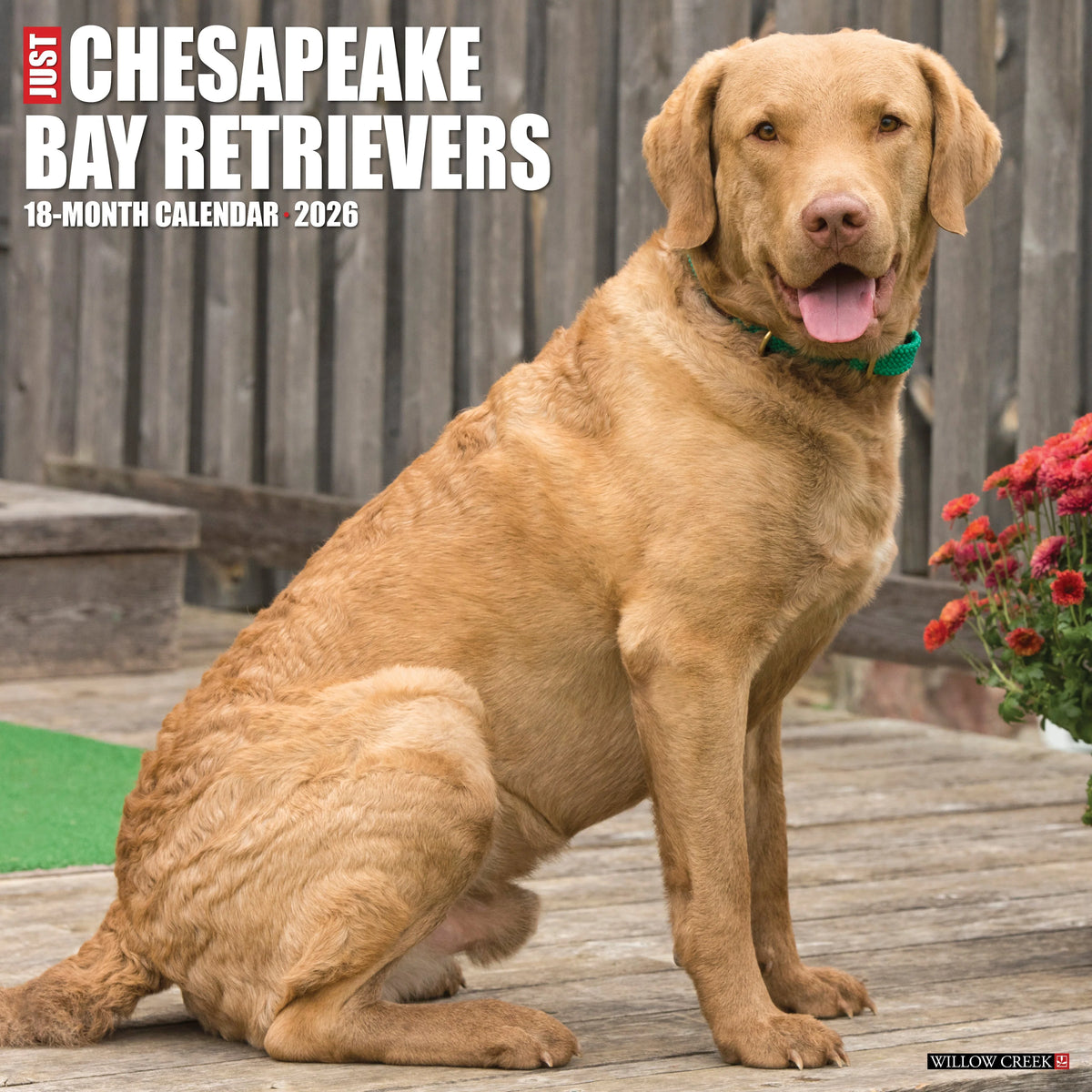 Willow Creek Press - 2026 Chesapeake Bay Retrievers Calendars