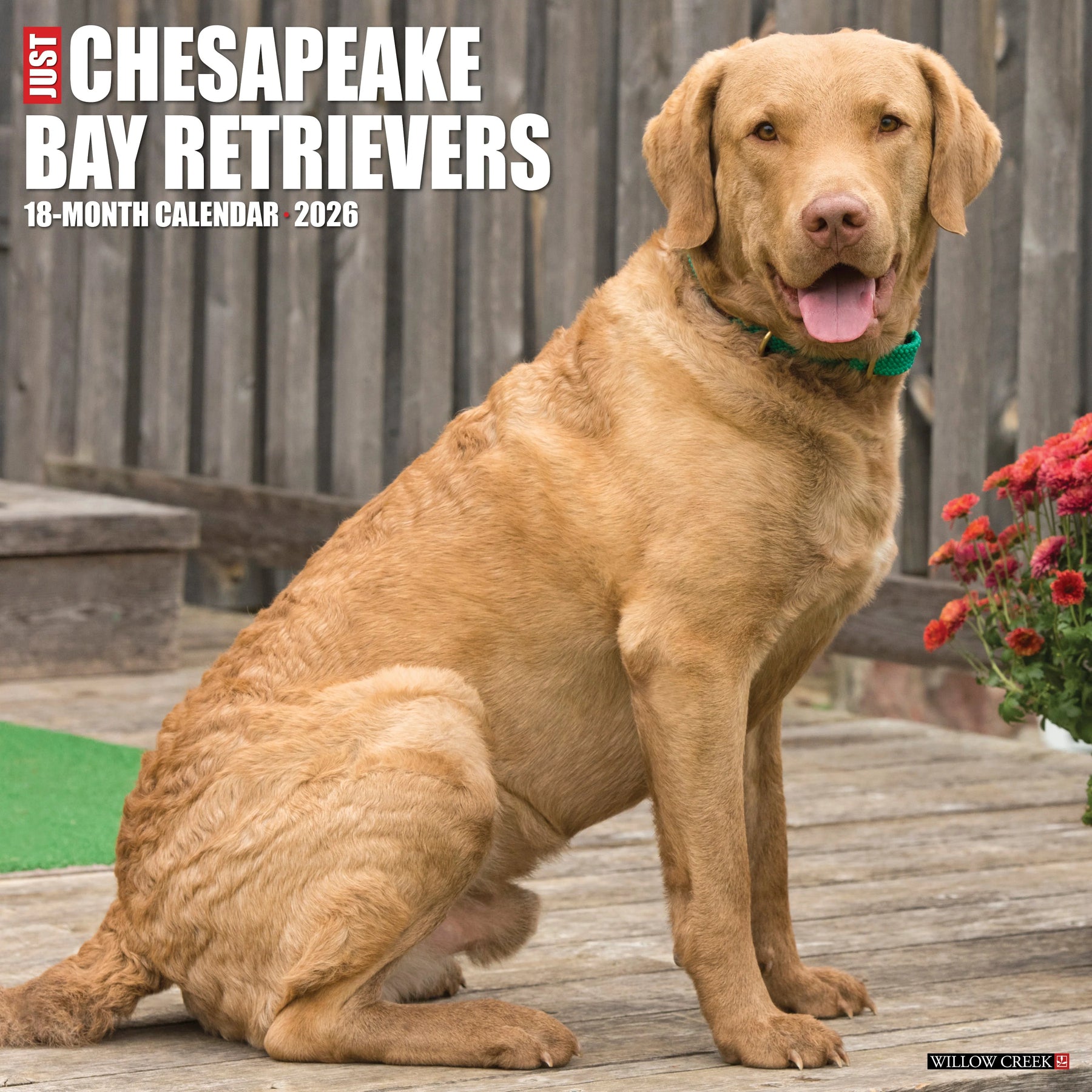 Willow Creek Press - 2026 Chesapeake Bay Retrievers Calendars
