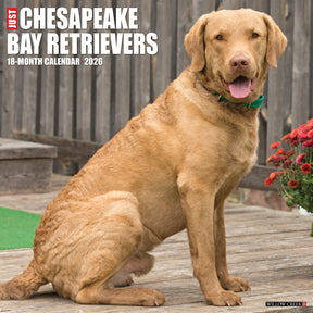Willow Creek Press - 2026 Chesapeake Bay Retrievers Calendars