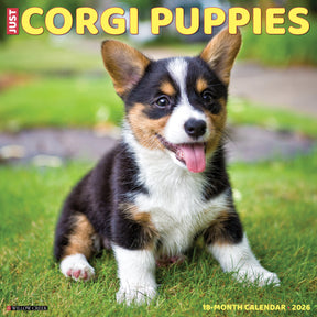 Willow Creek Press - 2026 Corgi Puppies Calendar