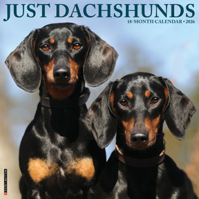 Willow Creek Press - 2026 Dachshunds Calendar