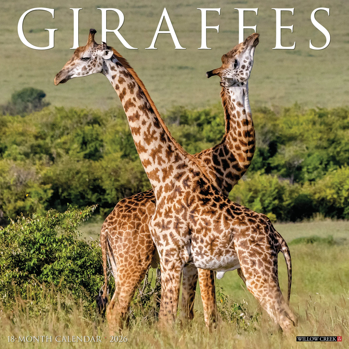 Willow Creek Press - 2026 Giraffes Calendar