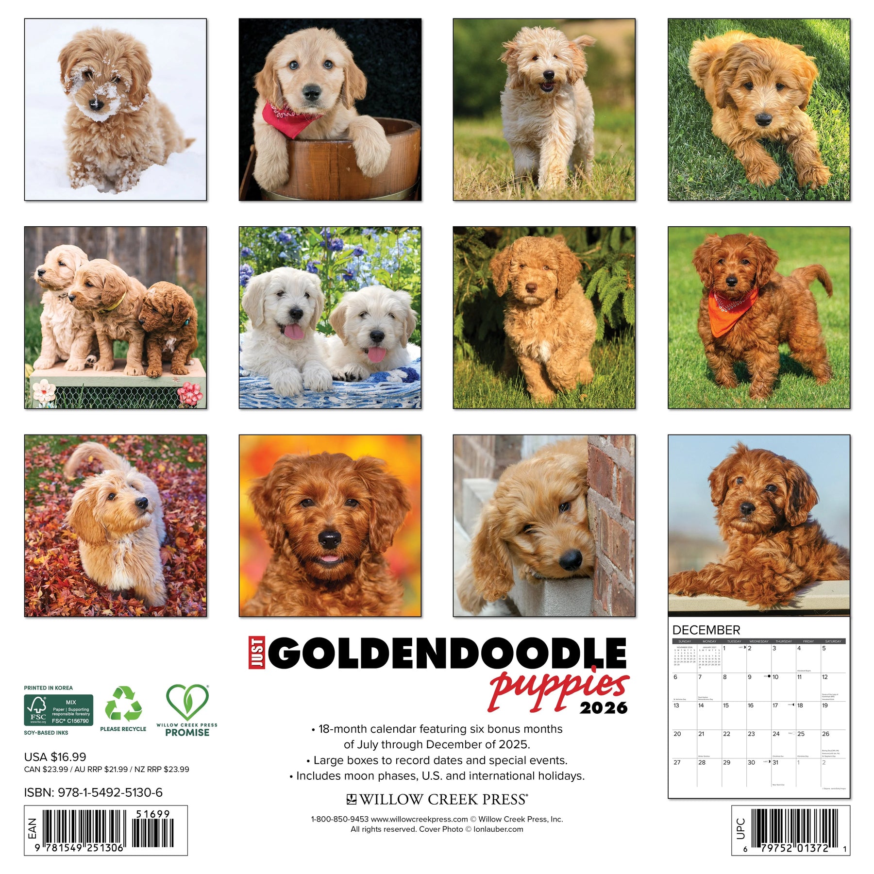 Willow Creek Press - 2026 Goldendoodle Puppies Calendar
