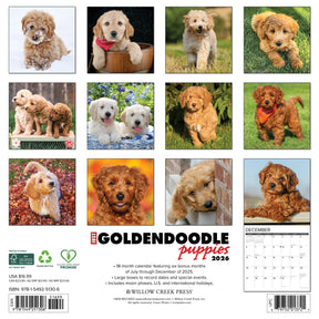 Willow Creek Press - 2026 Goldendoodle Puppies Calendar