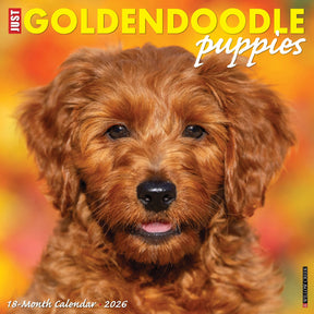 Willow Creek Press - 2026 Goldendoodle Puppies Calendar