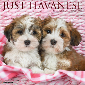 Willow Creek Press - 2026 Havanese Calendar