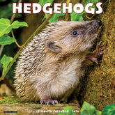 Willow Creek Press - 2026 Hedgehogs Calendar