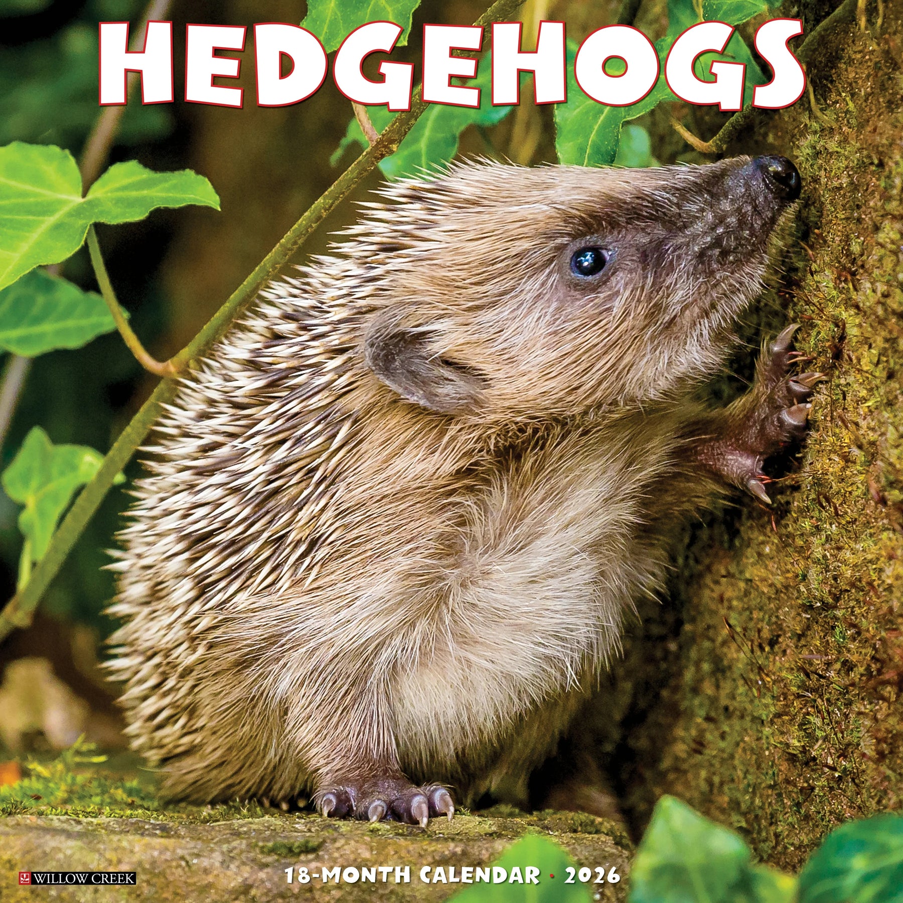Willow Creek Press - 2026 Hedgehogs Calendar