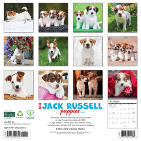 Willow Creek Press - 2026 Jack Russell Puppies Calendar