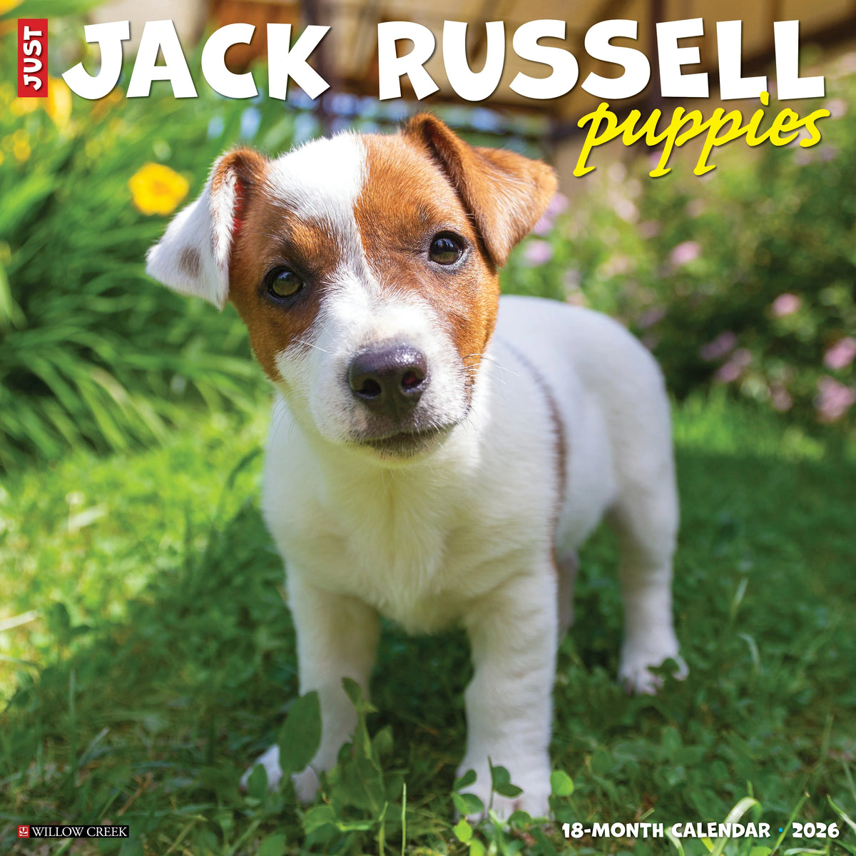 Willow Creek Press - 2026 Jack Russell Puppies Calendar