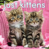 Willow Creek Press - 2026 Kittens Calendar
