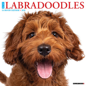Willow Creek Press - 2026 Labradoodles Calendar